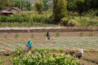 Asyalı çiftçi tarlada ekim yapıyor.