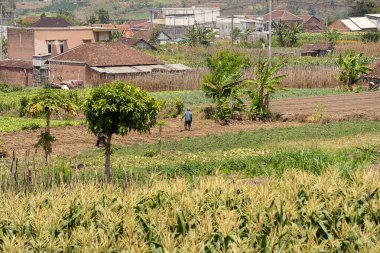 Tayland eyaletinin kuzeyindeki dağlarda pirinç köyü.