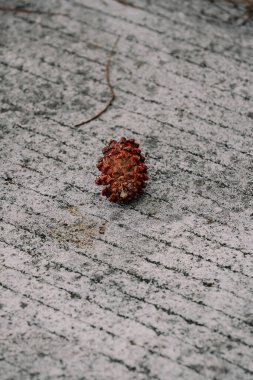 Kırmızı ve beyaz bir çiçeğin dikey görüntüsü