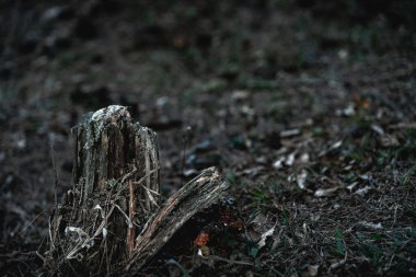 Arka planda kuru çimenler olan ormandaki eski ahşap..