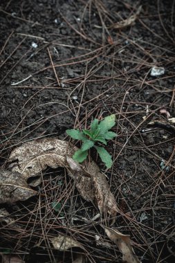 Ormandaki yeşil bitkilerin yakın plan çekimi.