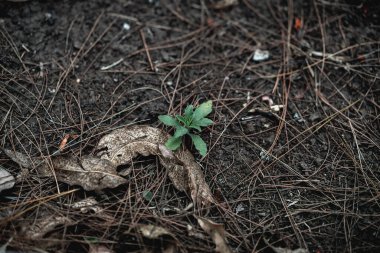 Yerdeki bir bitkinin yakın plan fotoğrafı.