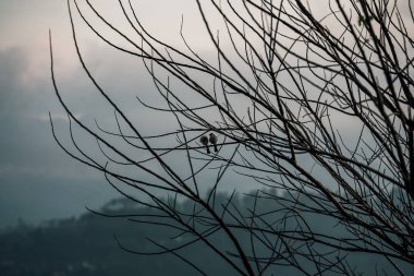 Ormandaki bir ağacın silueti