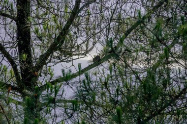 Gündüz vakti ormanda bir ağaca yakın çekim.