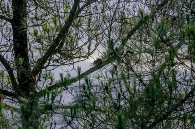 Ormandaki ağaç dalları