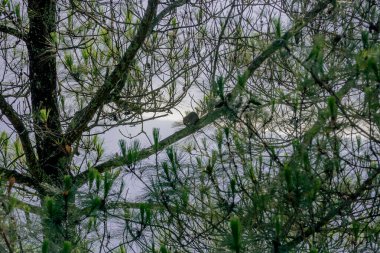 Ağaçtaki yırtıcı kuş.