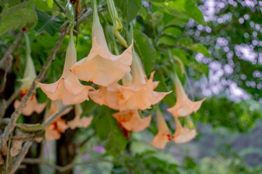 Bahçedeki güzel çiçekler