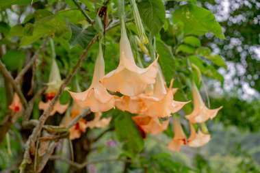 # Bahçedeki trompet ağacının güzel çiçeği #