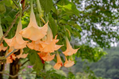 Güzel botanik fotoğrafı, doğal duvar kağıdı.