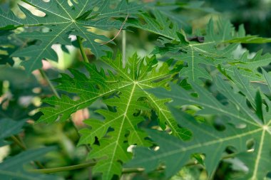 Bitkinin taze yeşil yaprakları, yaklaşın. doğa ve arkaplan