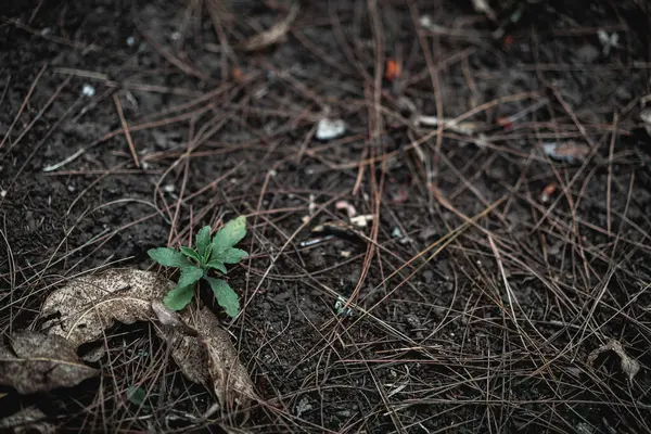 Yeşil bir bitkinin yakın plan çekimi.