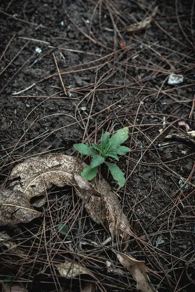 Ormandaki yeşil bitkilerin yakın plan çekimi.