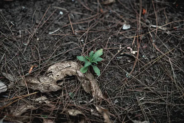 Yerdeki bir bitkinin yakın plan fotoğrafı.