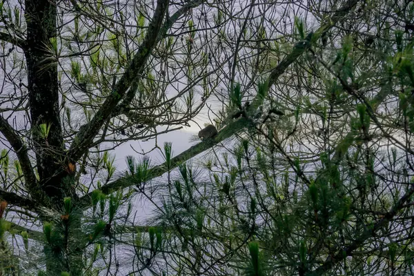 Ormandaki ağaç dalları