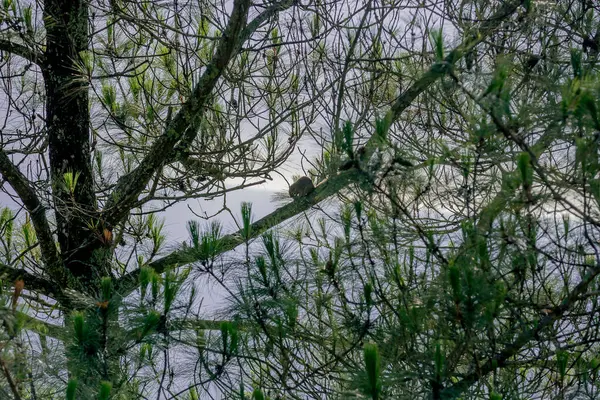 Ağaçtaki yırtıcı kuş.