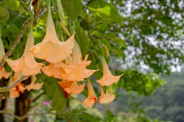 Güzel botanik fotoğrafı, doğal duvar kağıdı.