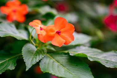 Bahçedeki kırmızı çiçekler