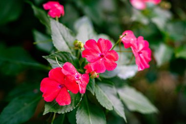 Bahçedeki kırmızı çiçekler