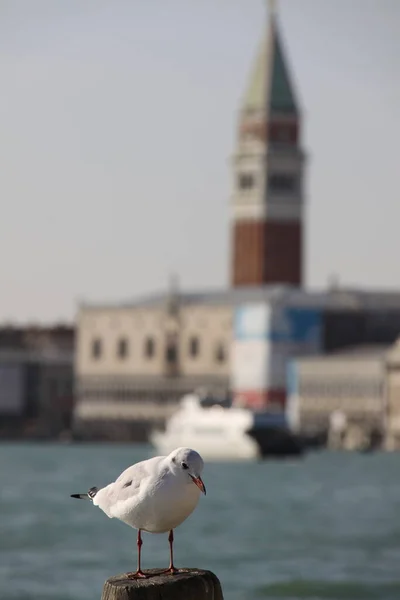 在威尼斯的圣马可广场上 海鸥正坐在一根木制柱子上 其背景是一座著名的塔楼 — 图库照片