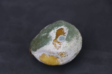 Limon bozulmuş ve beyaz ve yeşil küfle kaplanmış.