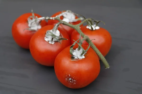 Tomates Arbusto Vermelho Brilhante Ido Ruim Mostrando Manchas Molde — Fotografia de Stock