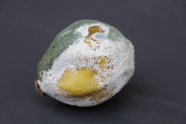 lemon gone bad and covered with white and green mold
