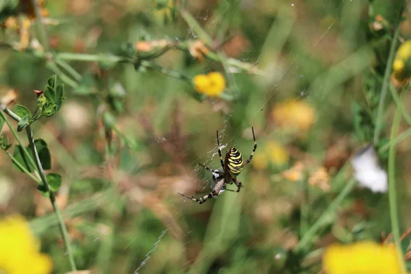 Wespenspinnenweibchen Ihrem Netz — Stockfoto