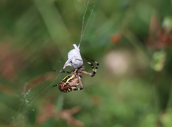 Wespenspinnenweibchen Mit Eingewickelter Beute Netz — Stockfoto