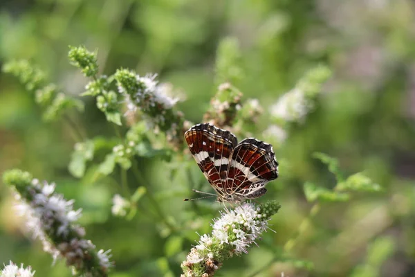 Летняя Выводка Бабочки Закрытыми Крыльями Белом Мятном Цветке — стоковое фото