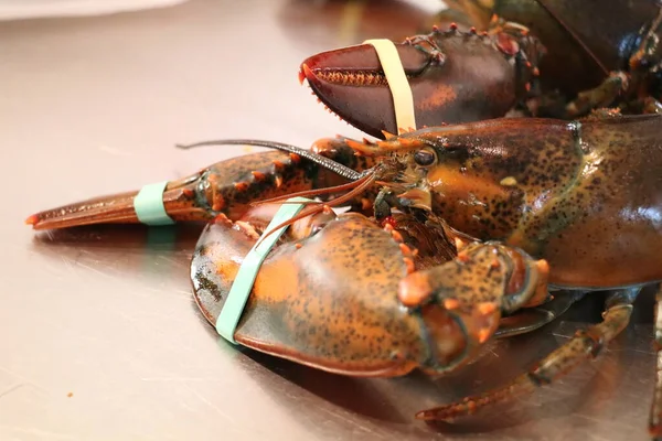 close up of a live lobster with claws taped shut with rubber bands
