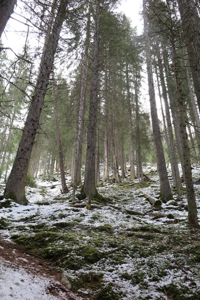 Uzun Ağaçlar Çalılıkla Dolu Sık Bir Orman Ince Bir Taze — Stok fotoğraf