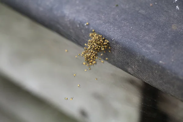 Yavru Örümcekler Yumurta Kesesini Terk Ettikten Sonra Bir Araya Gelirler — Stok fotoğraf