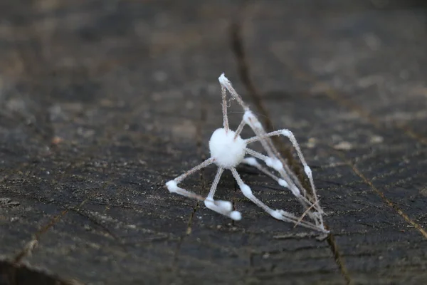 死了的僵尸蜘蛛 被白色的真菌覆盖在风化的木制背景上 — 图库照片