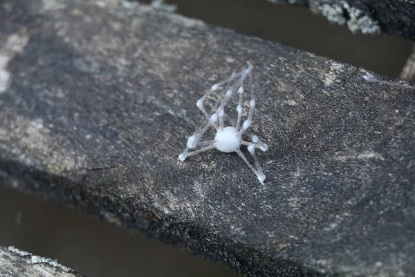 死了的僵尸蜘蛛 被白色的真菌覆盖在风化的木制背景上 — 图库照片