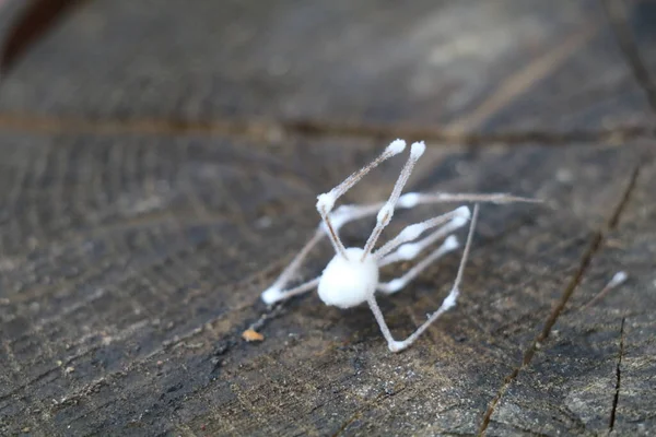 Tote Zombie Spinne Mit Weißem Pilz Auf Verwittertem Holzgrund — Stockfoto