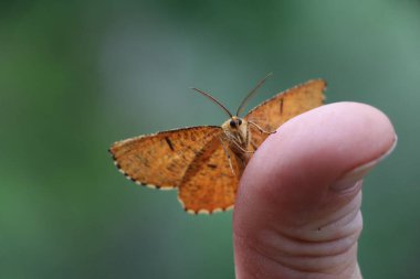 Kafkasyalı bir erkeğin başparmağında oturan turuncu bir güve.