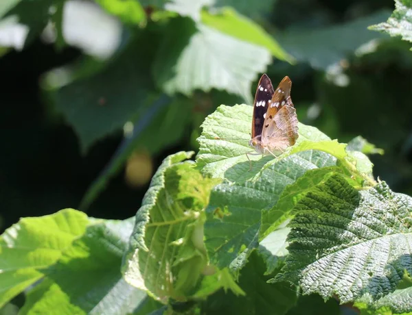 Менее Фиолетовая Императорская Бабочка Сидящая Ветке Лесного Ореха — стоковое фото