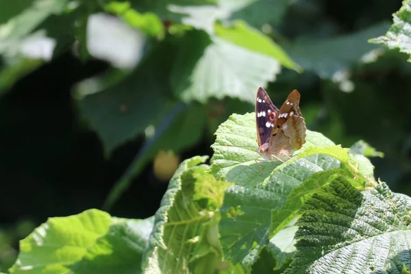 Fındık Ağacının Dalında Oturan Küçük Mor Imparator Kelebeği — Stok fotoğraf