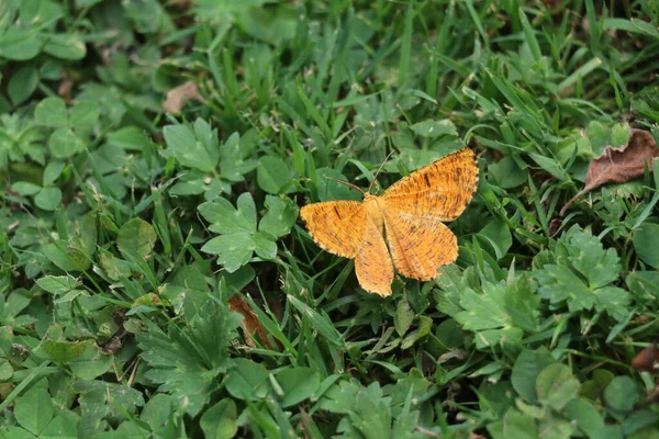 Orange Moth Background Green Meadow Plants — Stock Photo, Image