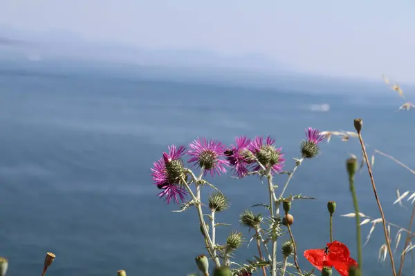 Devedikenleri ve gelincikler bir uçurumun tepesinde, arka planda Akdeniz manzaralı.