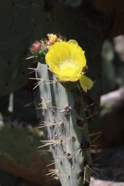 Sarı çiçekli armut kaktüsü.