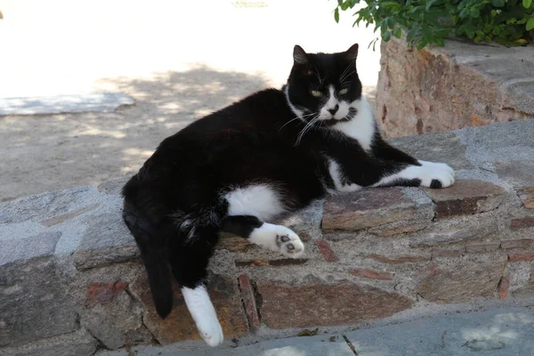 Leniwy Czarny Biały Kot Spoczywający Cieniu Niskim Murze — Zdjęcie stockowe