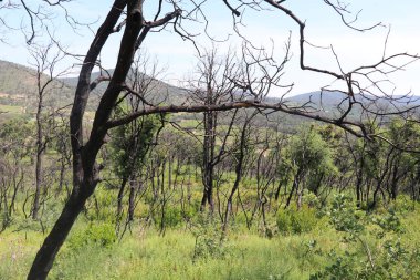 Bir yıl önceki orman yangınlarından sonra orman toparlanmaya başladı. Ağaçlar hala kararmış durumda. Ama çalılıklar yeşil.