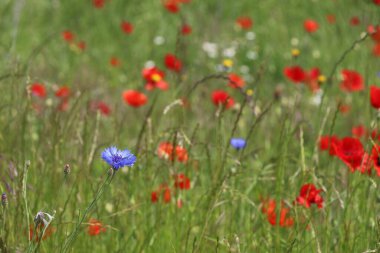 Renkli gelincikli çim tarlası, mısır çiçekleri ve diğer kır çiçekleri