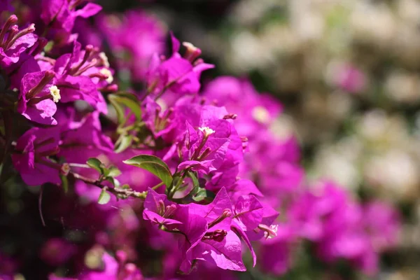 Güzel begonviller çiçek açmış canlı fuşya çiçekleriyle.