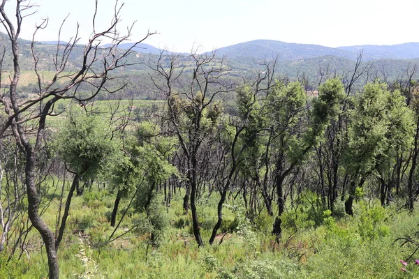 Bir yıl önceki orman yangınlarından sonra orman toparlanmaya başladı. Ağaçlar hala kararmış durumda. Ama çalılıklar yeşil.
