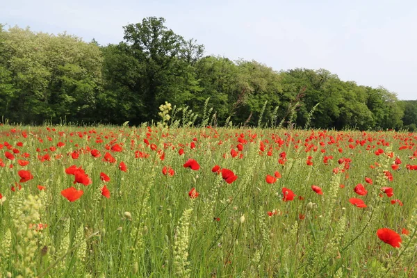 Parlak kırmızı gelincikler ve diğer yabani çiçeklerle dolu çimen tarlası