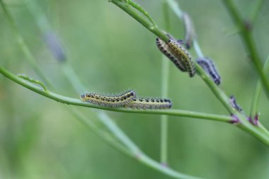 Büyük beyaz kelebeğin tırtılları.