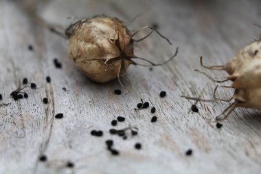 Siyah nigella tohumları ve kurumuş tohumlar ahşap bir yüzeyde