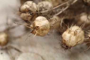 Siyah nigella tohumları ve kurumuş tohumlar ahşap bir yüzeyde
